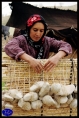 عشاير يك چهارم دام كشور را در اختيار دارند