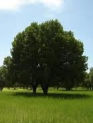 تجلیل نماینده فائو از روش های مقابله با خشکیدگی درختان بلوط درکازرون