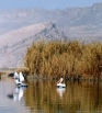 عدم مدیریت صحیح عامل اصلی خشکیدگی تالاب پریشان