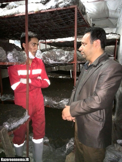 بازديد بخشدار كوهمره از كارگاه توليد قارچ در شهر نودان