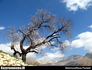 بادام بورنجان