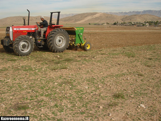 23  هزار هکتار از اراضی کشاورزی کازرون به زیرکشت کلزا، گندم و جو آبی و دیم می رود