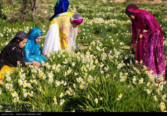 جشنواره گل نرگس در بزرگترین نرگس زار طبیعی کشور