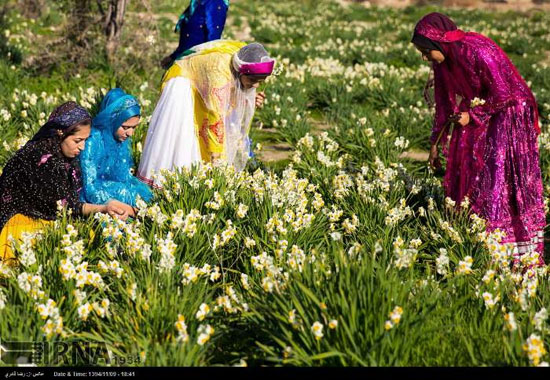 جشنواره گل نرگس در بزرگترین نرگس زار طبیعی کشور