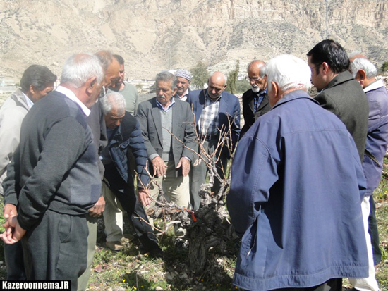 برگزاری کارگاه آموزشی هرس انگور و تغذیه مرکبات