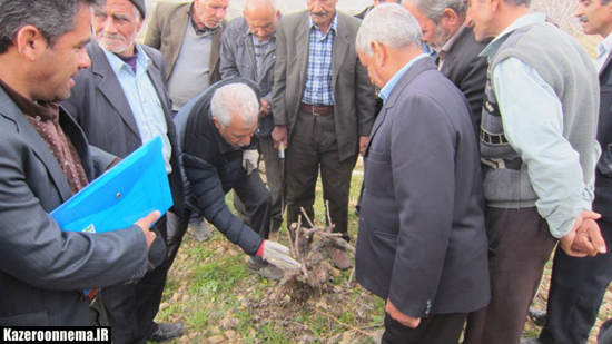 برگزاری کارگاه آموزشی هرس انگور و تغذیه مرکبات