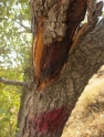 وضعیت جنگل‌های دشت‌برم مقابل سوسک چوب‌خوار بهبود یافت
