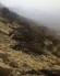 مرگ دسته جمعی درختان بادام کوهی