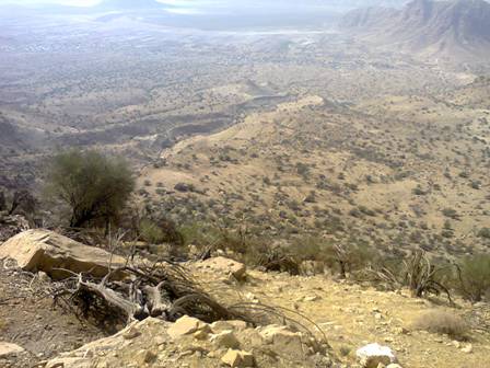 مرگ دسته جمعی درختان بادام کوهی