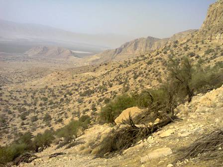 مرگ دسته جمعی درختان بادام کوهی