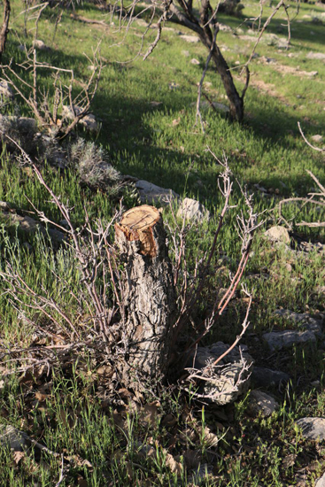 قطع صدها درخت بلوط در مناطق جنگلی دشت برم + عکس