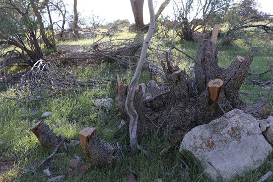 قطع صدها درخت بلوط در مناطق جنگلی دشت برم + عکس