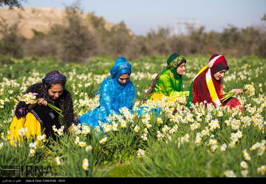 مسیرهای گردشگری به مقصد نرگس زار کازرون در حال آماده سازی است