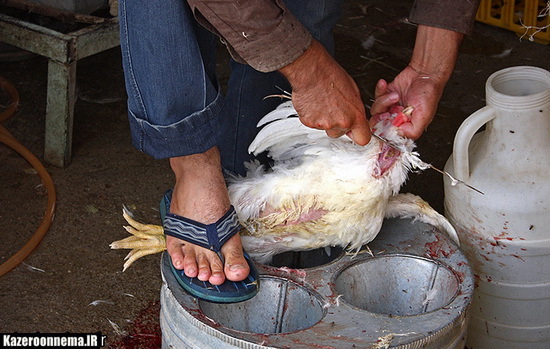 مرغ های میکروبی سلامت کازرونی ها را تهدید می‌کند