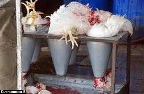 مرغ های میکروبی سلامت کازرونی ها را تهدید می‌کند