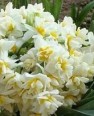 دسته گل نماینده کازرون برای نمایندگان/ بررسی بودجه با عطر گل نرگس