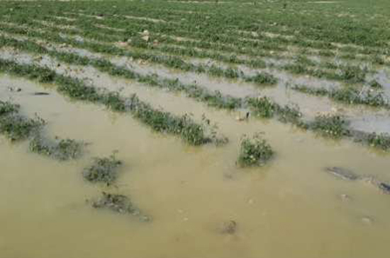 خسارت 170 میلیاردی سیل اخیر به کشاورزان شهرستان کازرون