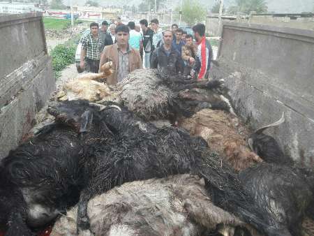 سیل در شهرستان کازرون 190 گوسفند را تلف کرد