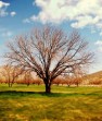 طرح پیشنهادی احداث پارک جنگلی در منطقه دشت برم بزودی اجرایی میشود