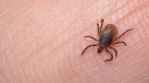هیچگونه علائم بیماری تب کنگو در شهرستان کازرون تائید نشده است.