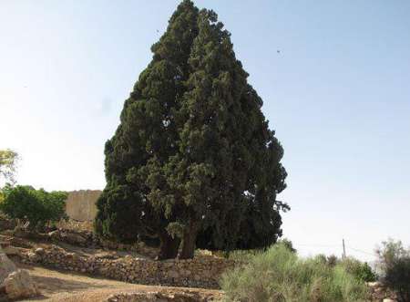 سرو 700 ساله کلانی کازرون در فهرست میراث طبیعی کشور ثبت می شود