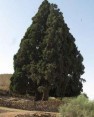 سرو 700 ساله کلانی کازرون در فهرست میراث طبیعی کشور ثبت می شود