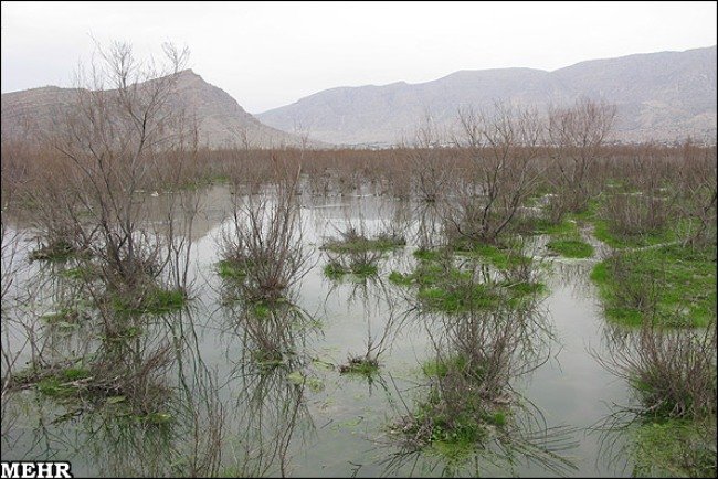 دریاچه «پریشان» سبز شد/ رویش گیاهان و درختچه ها