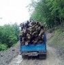 کشف یک تن چوب جنگلی قاچاق در بخش کوهمره نودان
