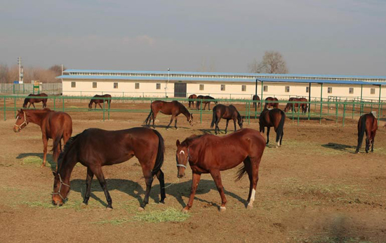 پرورش دهندگان اسب استان های بوشهر و کرمان در کازرون آموزش دیدند