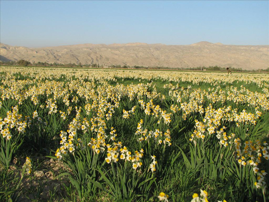 نرگسزار جره کازرون ثبت ملی می شود