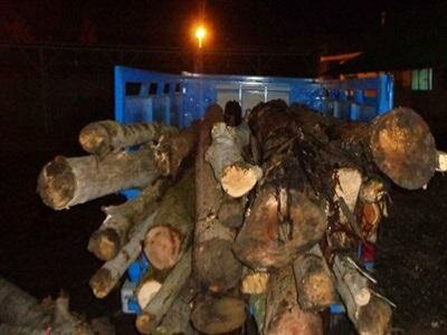 پنج تن چوب قاچاق در کازرون توقیف شد
