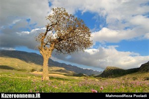 طبیعت دشت دوان کازرون