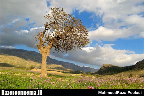 عکس طبیعت روستای دوان اثر عکاس کازرونی به عنوان اثر منتخب شناخته شد