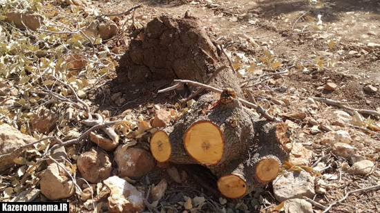راهسازی در جوار زیستگاه گوزن زرد ایرانی/ صدها اصله درخت قطع شد