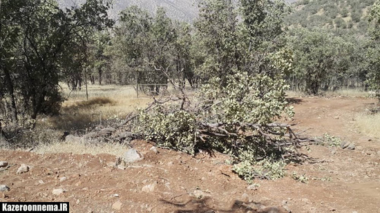 راهسازی در جوار زیستگاه گوزن زرد ایرانی/ صدها اصله درخت قطع شد
