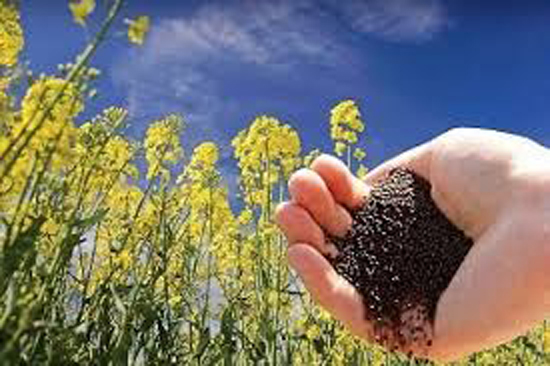 برداشت طلای سرخ از مزارع شهرستان کازرون/ کاهش بذر مصرفی کلزا در کازرون