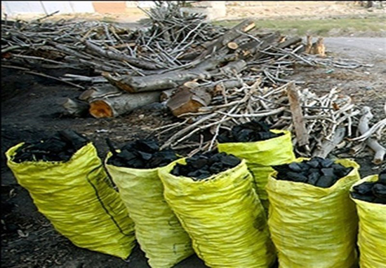 تیشه کوره‌های زغال به ریشه جنگل‌های بلوط کازرون