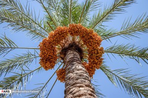 گزارش تصویری: برداشت رُطبِ «خِشْتْ»