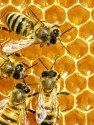 اصلاح نژاد و پرورش ملکه زنبور عسل
