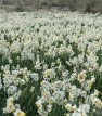 برداشت 100میلیون شاخه گل نرگس از نرگسزار های شهرستان کازرون