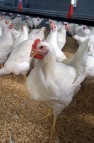 راستی آزمایی واحد‌های مرغداری گوشتی در کازرون