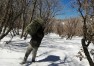 تدبیر برای نجات گوزن زرد در برف میانکتل کازرون