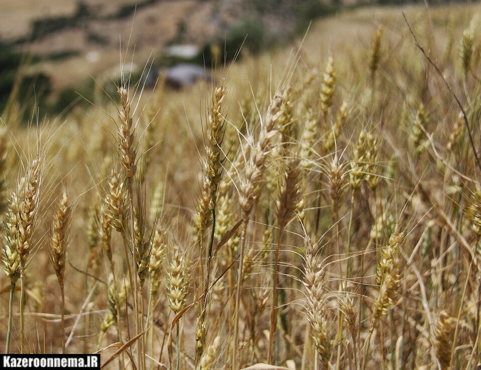پیش بینی کاهش تولید گندم دیم در کازرون
