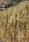 پیش بینی کاهش تولید گندم دیم در کازرون