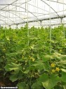 تولید سبزی و صیفی در گلخانه‌های کازرون