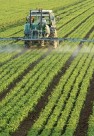 ۴ هزار هکتار از کشتزارهای کازرون به کاشت محصولات تابستانه اختصاص یافت