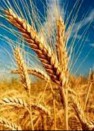 توزیع بذر گندم در کازرون آغاز شد