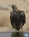 یک عقاب مصدوم توسط معلم کازرونی نجات یافت
