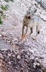 تلاش برای حفاظت از گرگ‌های 