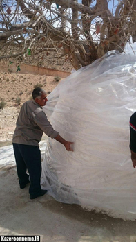 عکس: اداره میراث فرهنگی,صنایع دستی و گردشگری شهرستان کازرون